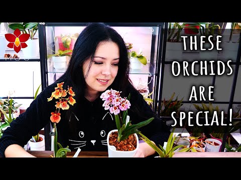 No other Orchid does this! This is why you should have a Tolumnia Orchid