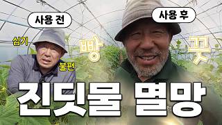 진딧물 방제? 처음엔 정말 안 믿었습니다... 충격적인 결과..!????