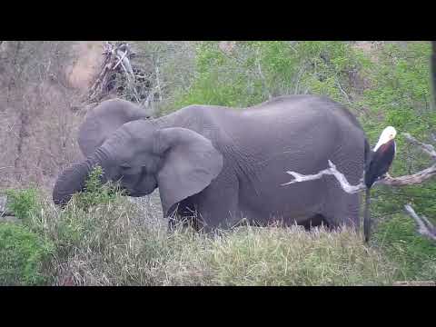 Djuma: Elephants(Short Trunk's small herd) and Fish Eagle - 15:15 - 09/26/2023