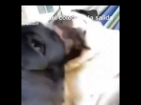 #CapCut #perrosgraciosos #ugu #puppet2021 #holaaaaaa #alessa #9974