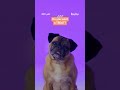 Quiz Lady | Pug's Favorite Words | Now Streaming On Hulu
