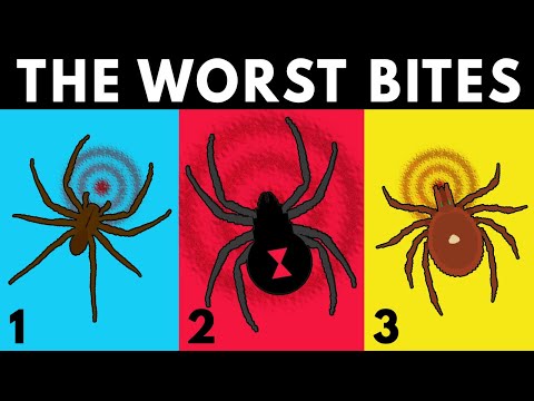 What Are the WORST Bug Bites To Get?