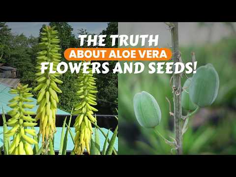 What You Didn’t Know About Aloe Vera Flowers and Seeds!