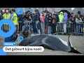 Orka aangespoeld op strand in België