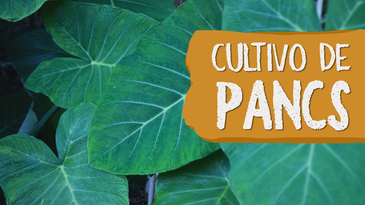 PANCs – Plantas Alimentícias Não Convencionais na Escola de Agroecologia de Parelheiros.