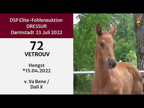 KN 72: Hengstfohlen v. Va Bene / Dali X
