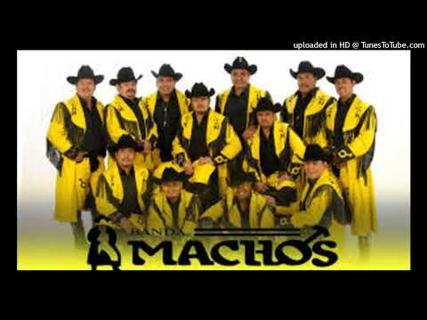 BANDA MACHOS (Cumbias)