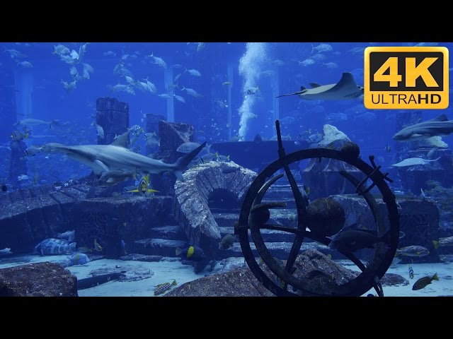 ★-★-★ 4K Shark Tank with Manta Rays and Big Fish ★-★-★