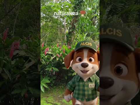 Alcis desde Urabá - Así se ve un jardin hermoso en Carepa Antioquia | Vida de Campo Colombia