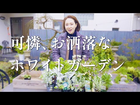 園芸 ジェネピグレー、ジェネピホワイト