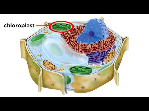 Eukaryotic Cells Part 2: Plant Cells