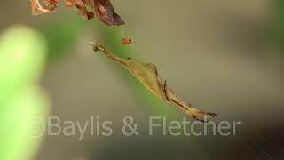 Download lagu Scorpion-tailed spider, Malaysia. 20190204_100000.uhd mp3