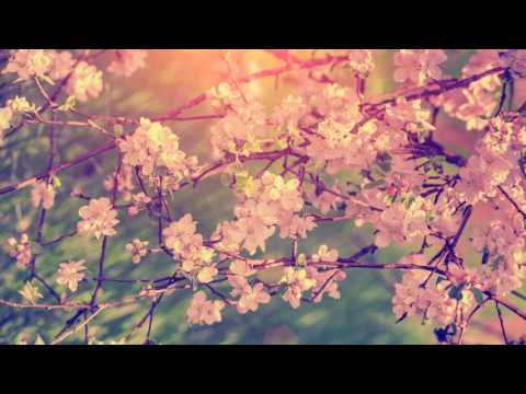 download lagu mp3 mp4 Musica Instrumental Del Alma, download lagu Musica Instrumental Del Alma gratis, unduh video klip Musica Instrumental Del Alma