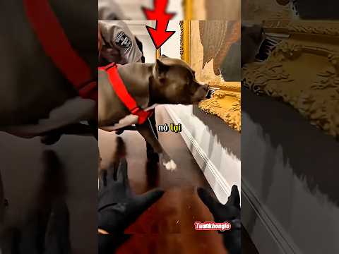 Cắn nát bức tranh 200.000$—lý do phía sau khiến cảnh sát sốc #dog #shortsvideo