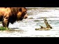 Lion Vs Crocodile Who Wins