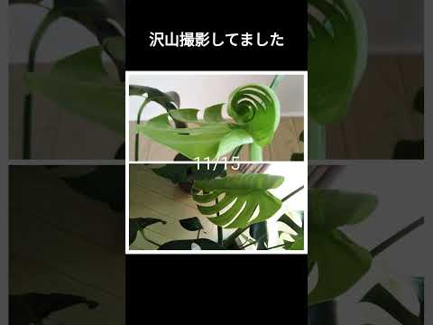 うちのモンステラ・デリシオサが泣いているのはなぜですか？これは悪い兆候ですか？  庭園