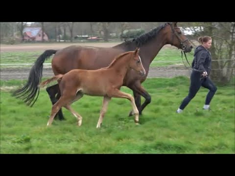 *2022 Stute von Doncier - Fürsten-Look SOLD!!!
