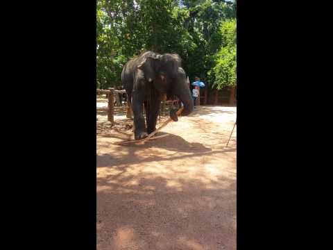download lagu mp3 mp4 Wise Elephant, download lagu Wise Elephant gratis, unduh video klip Wise Elephant
