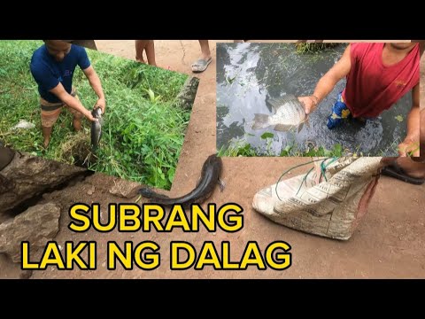 ELECTRIC FISHING...KINURYENTE NAMIN ANG ABANDUNADONG FISHPOND.BUHAY PROBINSYA