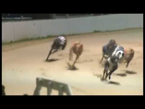 Droopys Aoife - Coral Essex Vase - 2nd Semi Final
