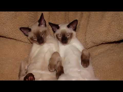 Purrrfect Facts About The Tonkinese Cat Kids Will Love