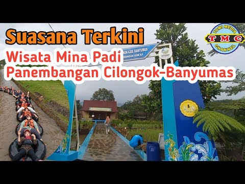 Suasana Terkini Wisata Mina Padi Panembangan Cilongok - Banyumas // Makin Ramai Pengunjung