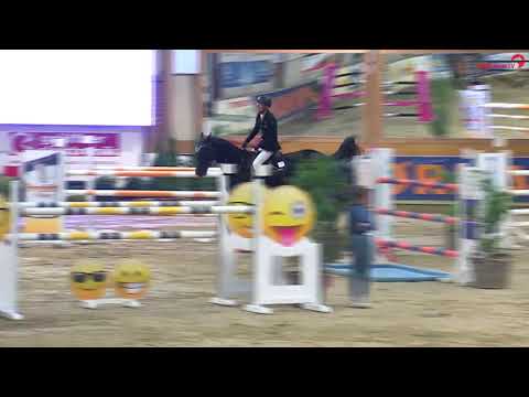 IB Chica *2013 by Cador x Escudo I (Grand Prix Steinhagen)