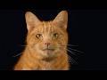 Why Cats Thrive in the Most Extreme Environments (4K Documentary) DEFAULT Thumbnail
