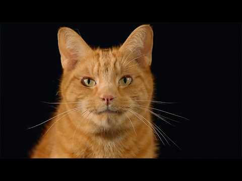 Why Cats Thrive in the Most Extreme Environments (4K Documentary)