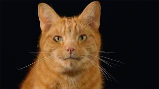 Why Cats Thrive in the Most Extreme Environments (4K Documentary) MQDEFAULT Thumbnail