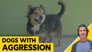 Dogs With Aggression Issues - Rottweiler - Labrador and Border Collies that Bite