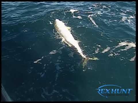 Rex Hunt Fishing Adventures | Series 5 Episode 24 Gold Coast Kingfish Part 3