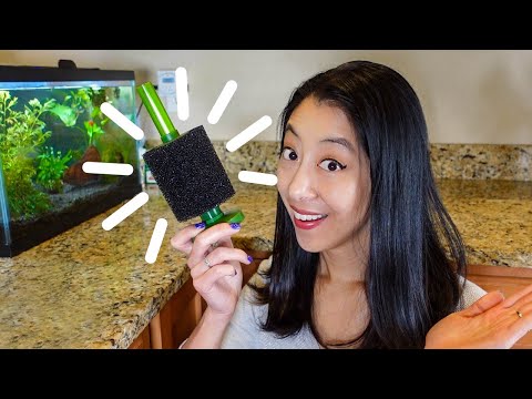 How to Instantly Cycle a Fish Tank | Part 3 Cycling Experiments