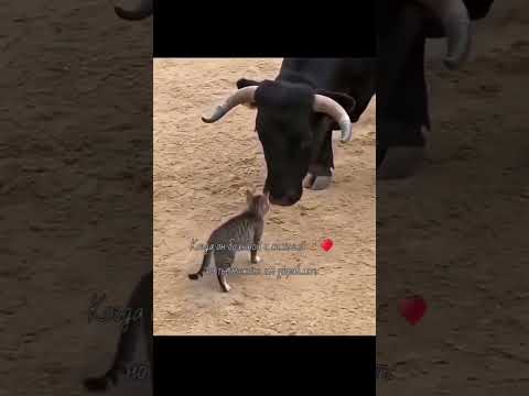 #fyp бык и кот