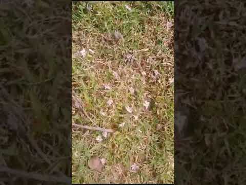 parijatham flowers #viral # trending # status # 🥰🥰🌺