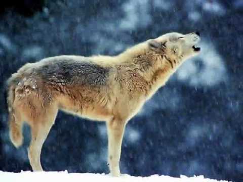 Album out now!!! Echoes From A Distant Land