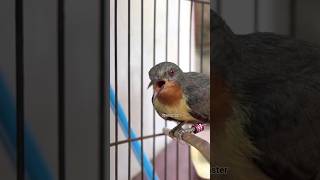 Download lagu kolibri wulung betina narung #kicaumonster #kicaumania #kolibriwulung mp3