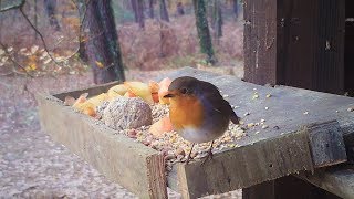 LA BOITE A COUCOU - LES OISEAUX DE MON JARDIN 1
