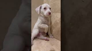 Video preview image #1 Labrador Retriever-Maremma Sheepdog Mix Puppy For Sale in Virginia Beach, VA, USA