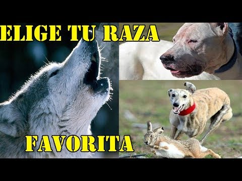 Elige tu raza de perros de trabajo favorita y colabora con nosotros