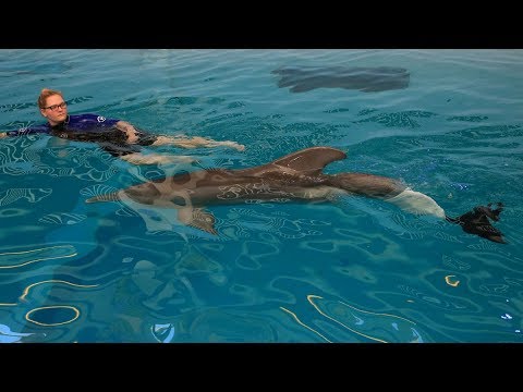 Winter the Dolphin Swims With Her New Prosthetic Tail