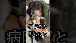 病院だと思ってる犬を大好きな公園に連れて行ったら動かなくなった！