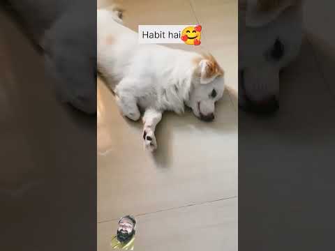 habit bhi esi ho k bs #dog #doglover #funny #puppy #funnypuppy #puppyvideos #puppypic #puppygram