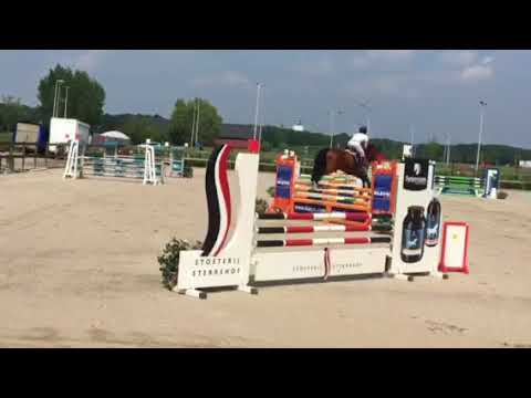 Approved Stallion Iglesias by Quasimodo Vd Molendreef