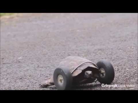 Tortoise with wheels - They See Me Rollin'