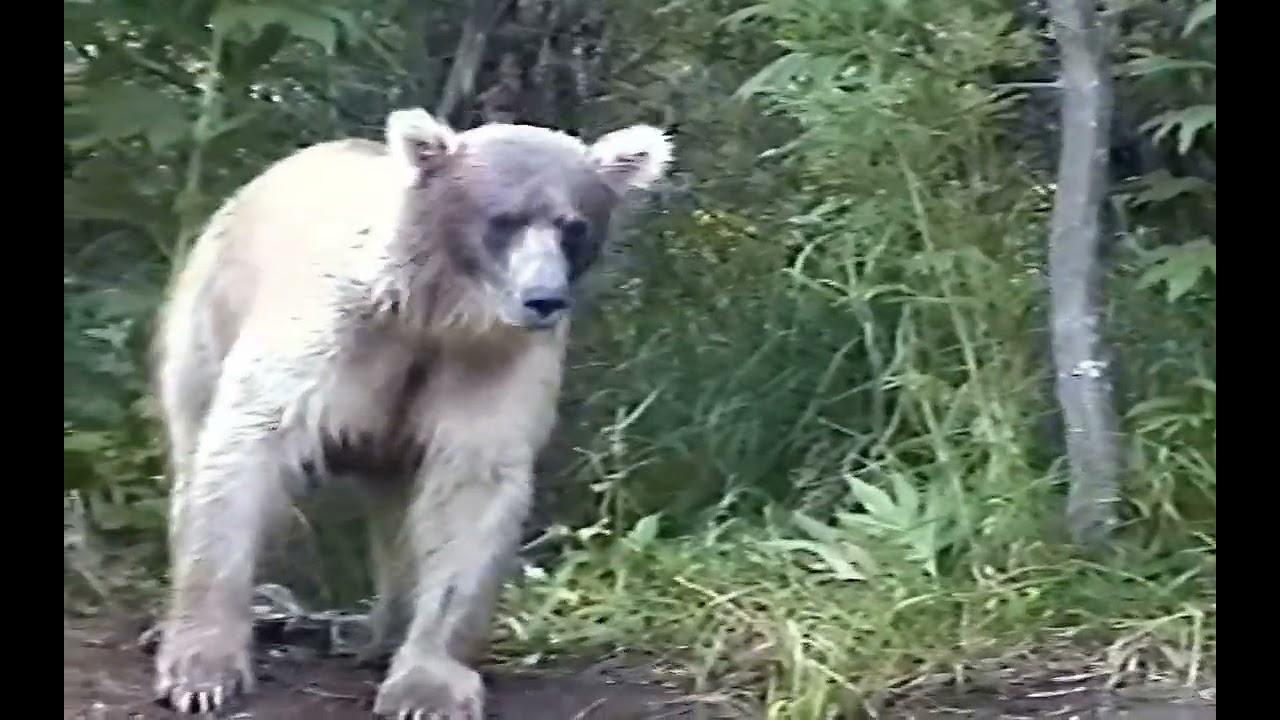 060b / LAZAC ÉS MACKO / PARADICSOM - R/Hsub (Enhanced 4K)