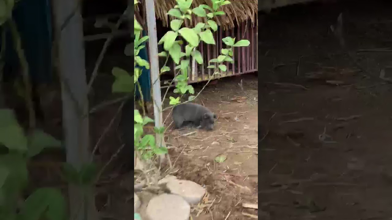 YouTube video preview