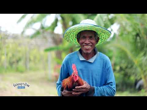 ร้อยอาชีพ พลิกฝัน : (๓) วิสาหกิจชุมชนกลุ่มแปลงใหญ่พืชผักตำบลท่ากระดาน จ.ฉะเชิงเทรา