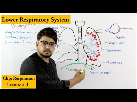 Trachea, bronchi, bronchioles and alveoli | Anatomy and Physiology |