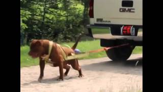 Worlds largest Pitbull "The HULK" pulls a Chevy TRUCK!! Must see!!